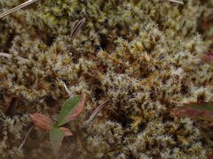 Racomitrium lanuginosum