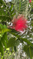 Calliandra haematocephala