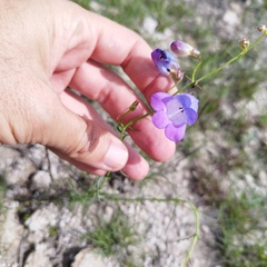 Penstemon amphorellae
