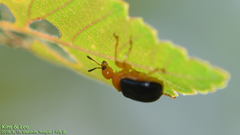 Tomapoderus ruficollis