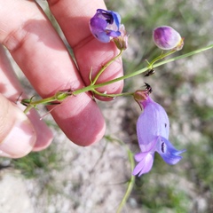 Penstemon amphorellae
