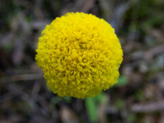 Craspedia variabilis