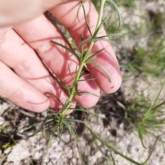 Penstemon amphorellae