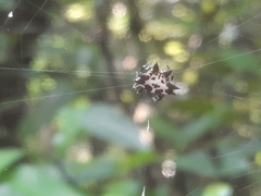 Gasteracantha kuhli