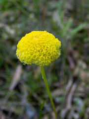 Craspedia variabilis