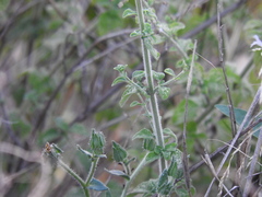 Clinopodium insulare