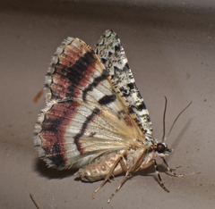 Aeolochroma subrubescens