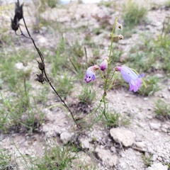 Penstemon amphorellae