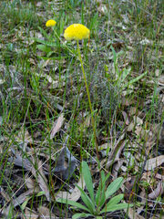 Craspedia variabilis