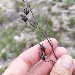 Penstemon amphorellae