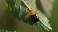 Tomapoderus ruficollis