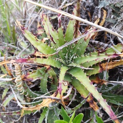 Hechtia