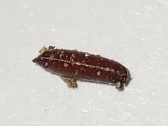 Clusiidae