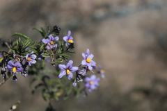 Solanum crispum