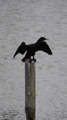 Phalacrocorax sulcirostris