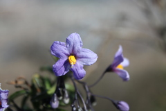 Solanum crispum