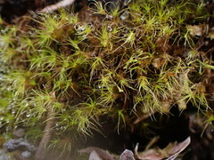 Dicranodontium denudatum
