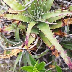 Hechtia