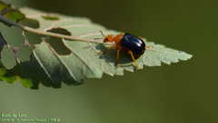 Tomapoderus ruficollis
