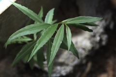 Helwingia chinensis