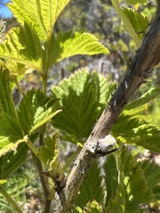 Rubus hawaiensis