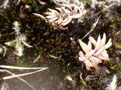 Campylopus atrovirens