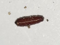 Clusiidae