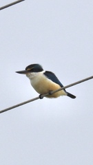 Todiramphus sanctus vagans