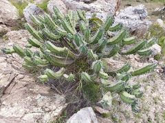 Myrtillocactus geometrizans