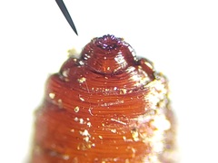 Clusiidae
