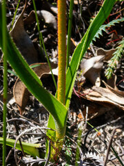 Anigozanthos humilis