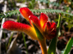 Anigozanthos humilis