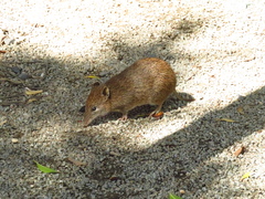 Isoodon obesulus obesulus