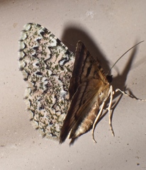 Aeolochroma subrubescens