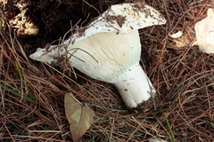 Russula brevipes acrior