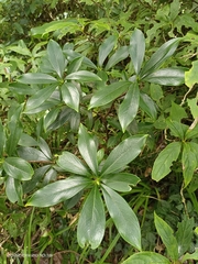 Daphne kiusiana