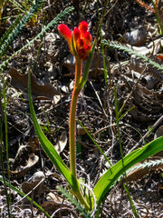 Anigozanthos humilis
