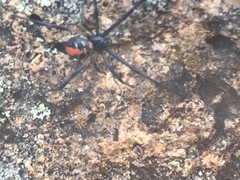 Latrodectus hasselti