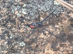 Latrodectus hasselti