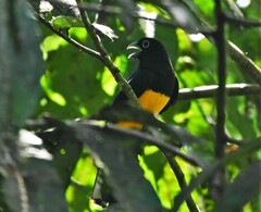 Trogon chionurus