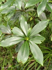 Daphne kiusiana