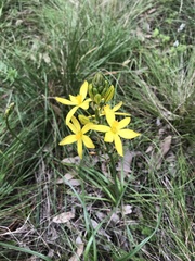 Bulbine bulbosa