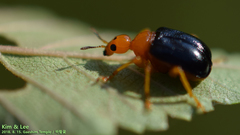 Tomapoderus ruficollis