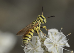 Philanthus multimaculatus