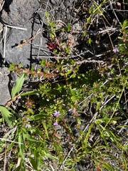 Lythrum maritimum