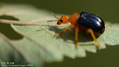 Tomapoderus ruficollis
