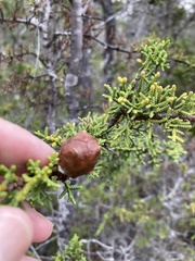 Cupressus pygmaea