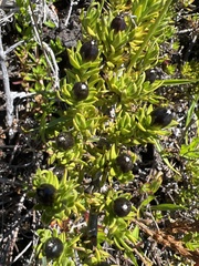 Coprosma ernodeoides