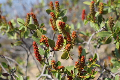 Colliguaja odorifera