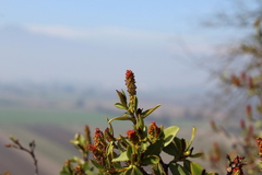 Colliguaja odorifera